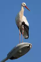 Ein Storch hoch oben auf einer Stra�enlaterne am Rastplatz Hoch-K�nigsburg, 2011-09-30
