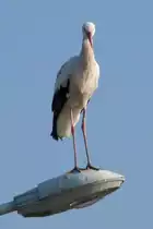 Ein Storch hoch oben auf einer Stra�enlaterne am Rastplatz Hoch-K�nigsburg, 2011-09-30