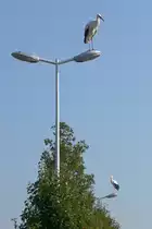 Zwei St�rche hoch oben auf den Stra�enlaternen am Rastplatz Hoch-K�nigsburg, 2011-09-30