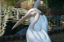 Rosapelikan. Pelecanus onocrotalus. Foto: Zoologischer Garten Berlin, September 2012