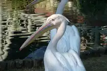 Rosapelikan. Pelecanus onocrotalus. Foto: Zoologischer Garten Berlin, September 2012
