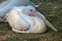 Rosapelikan. Pelecanus onocrotalus. Foto: Zoologischer Garten Berlin, September 2012