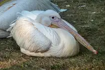 Rosapelikan. Pelecanus onocrotalus. Foto: Zoologischer Garten Berlin, September 2012