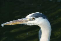 Graureiher. Ardea cinerea. Foto: Zoologischer Garten Berlin, September 2012