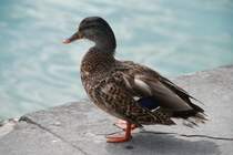 Stockente ♀ auf der Insel Mainau (KONSTANZ, Landkreis Konstanz/Deutschland, 05.09.2008)