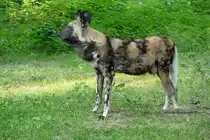 Hy�nenhund. Lycaon pictus. Foto: Zoologischer Garten Berlin, September 2012