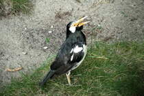 Elsterstar. Sturnus contra. Foto: Zoologischer Garten Berlin, September 2012