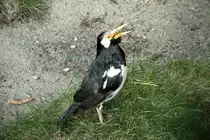 Elsterstar. Sturnus contra. Foto: Zoologischer Garten Berlin, September 2012