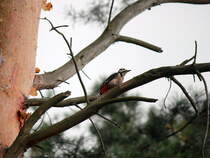 16. September 2012,  am Abzweig in der Nhe der Siedlung Hubertus von der Grlitzer Bahn zum Flughafen BER der noch recht ruhig ist, ist ein Buntspecht aktiv. 