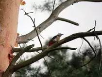 16. September 2012,  am Abzweig in der N�he der Siedlung Hubertus von der G�rlitzer Bahn zum Flughafen BER der noch recht ruhig ist, ist ein Buntspecht aktiv. 