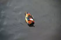 Mandarinente ♂ im Flussgraben rund um die Spandauer Zitadelle (BERLIN/Deutschland, 14.02.2009)