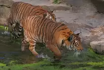 Sibirische Tiger