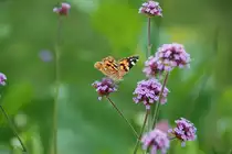 Distelfalter im Marzahner Erholungspark (BERLIN/Deutschland, 27.07.2009)