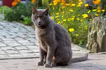 Kart�user - begleitet die Besucher des Botanischen Gartens Christiansberg bis zum Ausgang. - 18.09.2012
