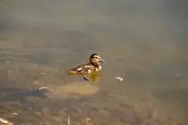 Stockentenjunges im Marzahner Erholungspark (BERLIN/Deutschland, 27.07.2009)