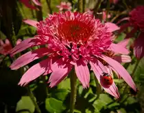 Sonnenhut mit Gl�cksbringer
01.08.2012