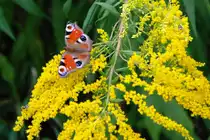 Tagpfauenauge (NEUTREBBIN, Landkreis M�rkisch-Oderland/Deutschland, 23.09.2009)