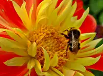 Gro�er Hunger
09.08.2012