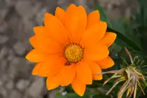 Marienk�fer auf einem Bl�tenblatt. - Sep. 2012