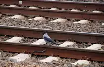 Nebelkr�he statt S-Bahn in Blankenburg (BERLIN/Deutschland, 10.10.2009)