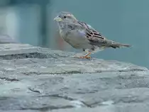 Sperling(Passeriformes) h�lt Ausschau nach Futter; 120828