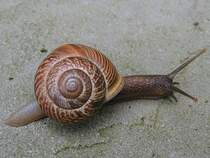 Junge Weinbergschnecke auf Nahrungsuche;090620