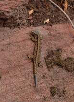 So und jetzt bitte noch einen Blick in die Kamera......danke passt. Eidechse an einer Sandsteinmauer auf dem Weg zur Magarethenschlucht bei Neckargerach