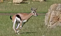 Thomson-Gazelle