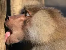 Mantelpavian (tr�umt wohl vom Affenbrotbaum)