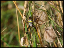 Eine weibliche Wespenspinne sonnt sich auf ihrem Netz. Im Hintergrund zwei Kokons, aus denen die Jungspinnen schlpfen. (bei Grobraunshain, 25.9.2012)