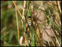 Eine weibliche Wespenspinne sonnt sich auf ihrem Netz. Im Hintergrund zwei Kokons, aus denen die Jungspinnen schl�pfen. (bei Gro�braunshain, 25.9.2012)