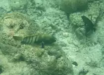 Ein Pfauen-Zackenbarsch (Cephalopholis argus) lauert an einer Riffkante auf Beute. S�dliches Ari.-Atoll, Malediven.