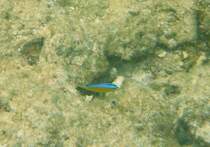 Ein kleiner Wellen demoiselle am Riff. Malediven 2007.