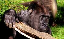 Flachlandgorilla