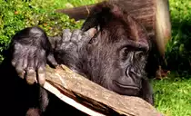 Flachlandgorilla