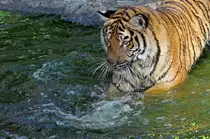 Indochinesischer Tiger