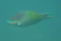 Ein Indischer Buckelkopf-Papageienfisch am S�d-Ari-Atoll, Maledvien.