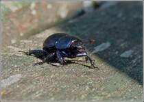 Der Waldmistkfer (Anoplotrupes stercorosus)  01.10.2012 (Hans)