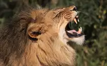 Afrikanischer L�we