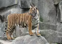 Sibirischer Tiger