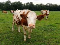 Neugierige Milchkuh wagt sich nahe zur Fotoapparatlinse; 120929