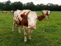 Neugierige Milchkuh wagt sich nahe zur Fotoapparatlinse; 120929