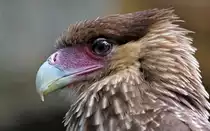 Schopfkarakara (Jungvogel)