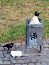 Die untere Krhe hat sich aus dem Mlleimer das davorliegende Pappteller herausgefischt, und die noch anhaftenden Speisereste vertilgt, derweil die andere Krhe nach weiterem Frebaren whlt; 120829