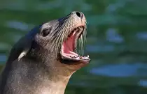 Kalifornischer Seel�we