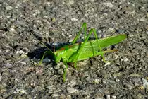 Gr�nes Heupferd, Sept.2012