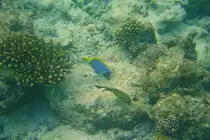 Zwei Doktorfische (Wei�kehl-Doktorfisch und ) am Hausriff von Sun Island. Ari-Atoll, Malediven.