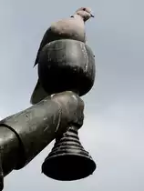 T�rkentaube (Streptopelia decaocto) hat sich den Kelch des Marktbrunnens von R�desheim als Ruheplatz auserkoren; 120829