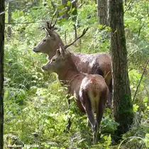 2 Hirsche gerade mal 20m weg am fr�hen Morgen im eingez�unten Tiergarten von Schloss Raesfeld im M�nsterland (NRW - Oktober 2012)