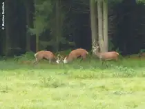 Wenn zwei sich streiten, schaut der dritte zu - gesehen im Tiergarten in der N�he von Schloss Raesfeld (Oktober 2912)